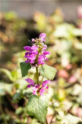 Gefleckte Garten-Taubnessel - Lamium maculatum 'Beacon Silver'