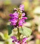 Gefleckte Garten-Taubnessel - Lamium maculatum 'Beacon Silver'