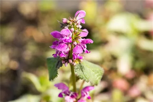 Gefleckte Garten-Taubnessel - Lamium maculatum 'Beacon Silver'