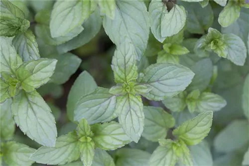 Bastard-Pfeffer-Minze - Mentha x piperita