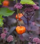 Blasenkirsche - Physalis alkekengi var.franchetii