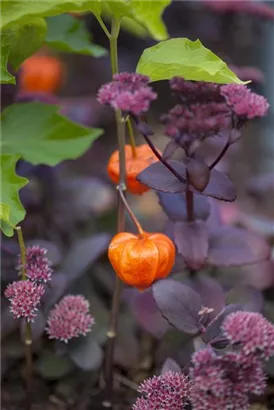 Blasenkirsche - Physalis alkekengi var.franchetii