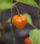 Blasenkirsche - Physalis alkekengi var.franchetii