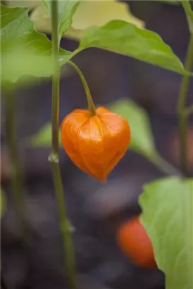 Blasenkirsche - Physalis alkekengi var.franchetii