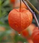 Blasenkirsche - Physalis alkekengi var.franchetii