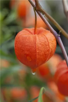 Blasenkirsche - Physalis alkekengi var.franchetii