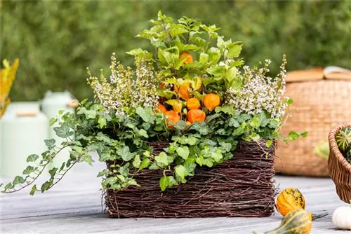 Blasenkirsche - Physalis alkekengi var.franchetii