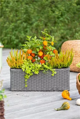 Blasenkirsche - Physalis alkekengi var.franchetii