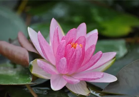 Nymphaea x cult.'Laydekeri Lilacea' - Garten-Seerose