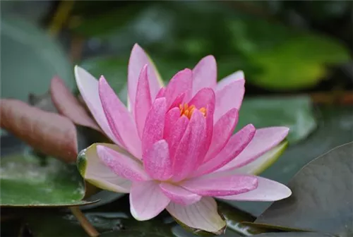 Garten-Seerose - Nymphaea x cult.'Laydekeri Lilacea'