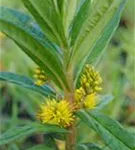 Straußblütiger Gilbweiderich - Lysimachia thyrsiflora