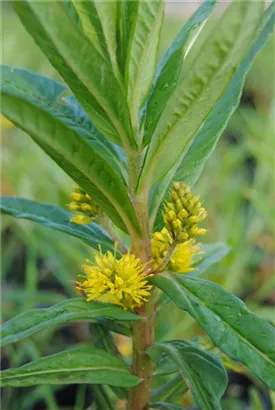 Straußblütiger Gilbweiderich - Lysimachia thyrsiflora