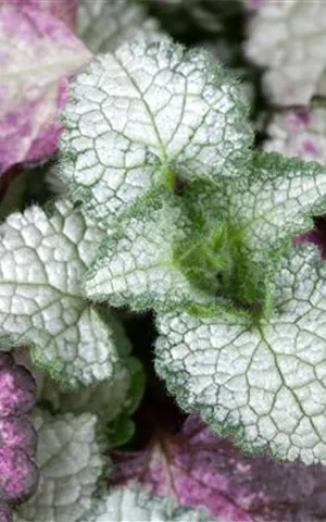 Lamium maculatum 'White Nancy'