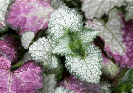 Lamium maculatum 'White Nancy' - Gefleckte Garten-Taubnessel