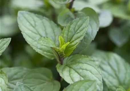 Mentha x piperita 'Chocolate' - Schokoladen-Minze