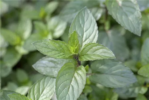 Schokoladen-Minze - Mentha x piperita 'Chocolate'