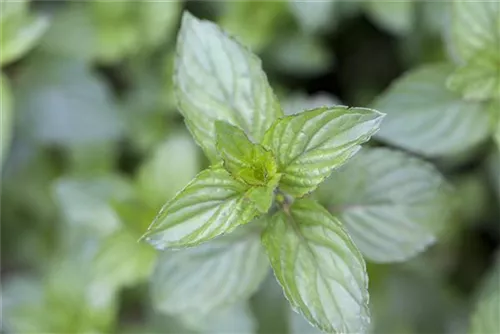 Schokoladen-Minze - Mentha x piperita 'Chocolate'