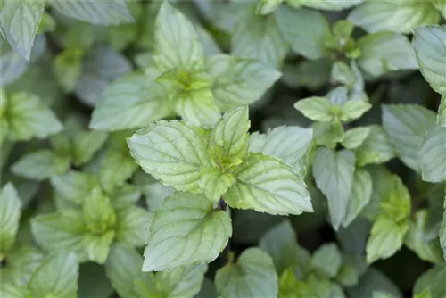 Schokoladen-Minze - Mentha x piperita 'Chocolate'