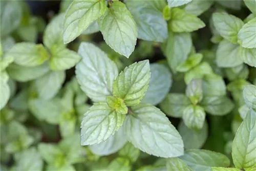 Schokoladen-Minze - Mentha x piperita 'Chocolate'