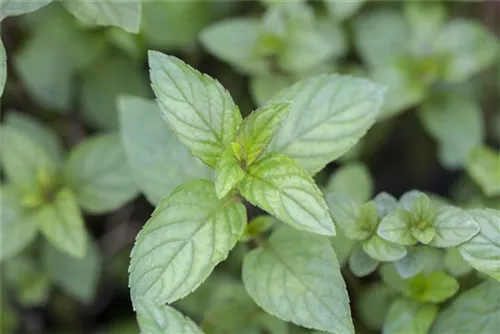 Schokoladen-Minze - Mentha x piperita 'Chocolate'