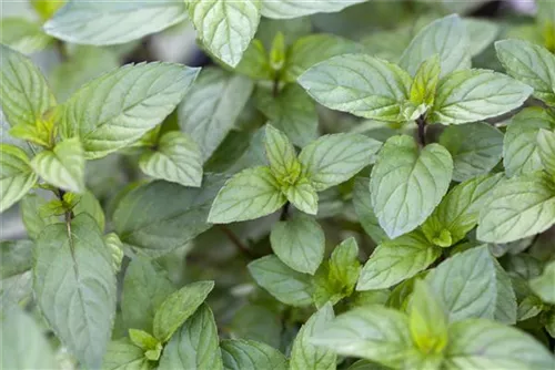 Schokoladen-Minze - Mentha x piperita 'Chocolate'