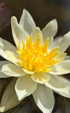 Nymphaea x cult.'Marliacea Chromatella'