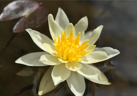 Nymphaea x cult.'Marliacea Chromatella' - Garten-Seerose