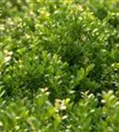 Löffel-Ilex 'Dark Green' -R- - Ilex crenata 'Dark Green' -R-