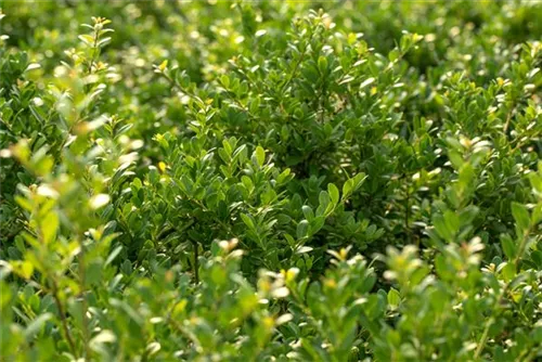 Löffel-Ilex 'Dark Green' -R- - Ilex crenata 'Dark Green' -R-