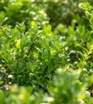 Löffel-Ilex 'Dark Green' -R- - Ilex crenata 'Dark Green' -R-