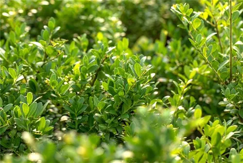 Löffel-Ilex 'Dark Green' -R- - Ilex crenata 'Dark Green' -R-