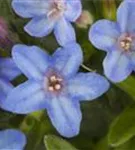 Garten-Scheinsteinsame - Lithodora diffusa 'Heavenly Blue'