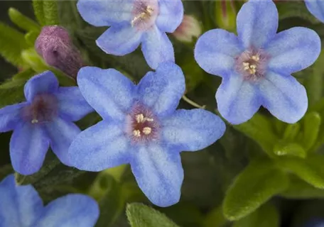 Lithodora diffusa 'Heavenly Blue' - Garten-Scheinsteinsame