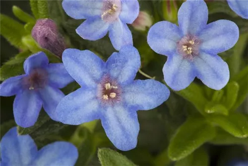 Garten-Scheinsteinsame - Lithodora diffusa 'Heavenly Blue'