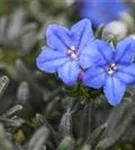 Garten-Scheinsteinsame - Lithodora diffusa 'Heavenly Blue'