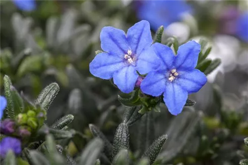 Garten-Scheinsteinsame - Lithodora diffusa 'Heavenly Blue'