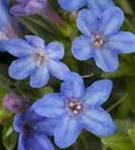 Garten-Scheinsteinsame - Lithodora diffusa 'Heavenly Blue'