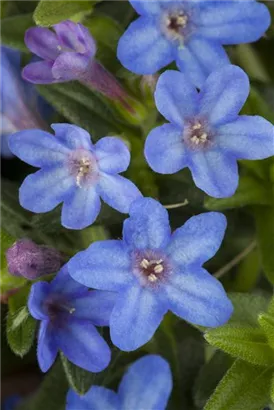 Garten-Scheinsteinsame - Lithodora diffusa 'Heavenly Blue'