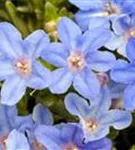 Garten-Scheinsteinsame - Lithodora diffusa 'Heavenly Blue'