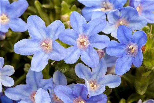 Garten-Scheinsteinsame - Lithodora diffusa 'Heavenly Blue'