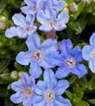 Garten-Scheinsteinsame - Lithodora diffusa 'Heavenly Blue'