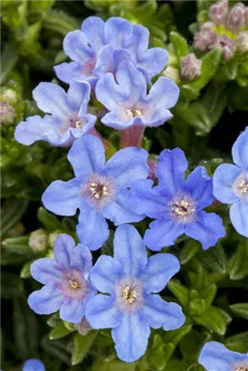 Garten-Scheinsteinsame - Lithodora diffusa 'Heavenly Blue'