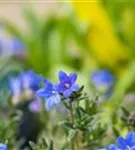 Garten-Scheinsteinsame - Lithodora diffusa 'Heavenly Blue'