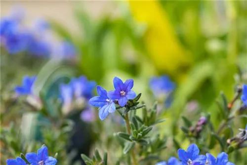 Garten-Scheinsteinsame - Lithodora diffusa 'Heavenly Blue'