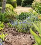 Garten-Scheinsteinsame - Lithodora diffusa 'Heavenly Blue'