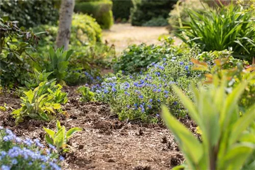 Garten-Scheinsteinsame - Lithodora diffusa 'Heavenly Blue'