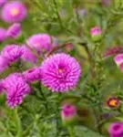 Garten-Glattblatt-Aster - Aster novi-belgii 'Patricia Ballard'