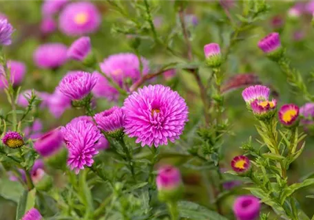 Aster novi-belgii 'Patricia Ballard' - Garten-Glattblatt-Aster