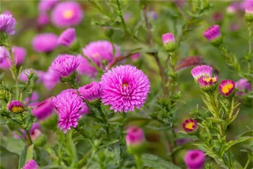 Garten-Glattblatt-Aster - Aster novi-belgii 'Patricia Ballard'