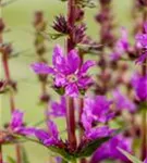 Blut-Weiderich - Lythrum salicaria